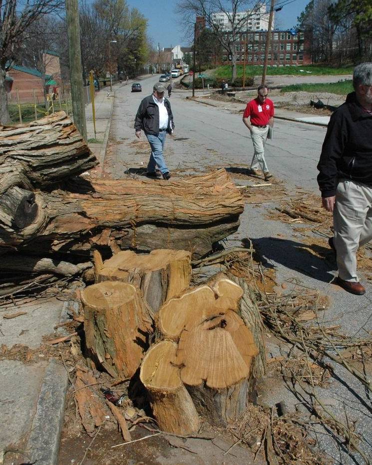 Fallen trees cut up along an Atlanta street after a tornado