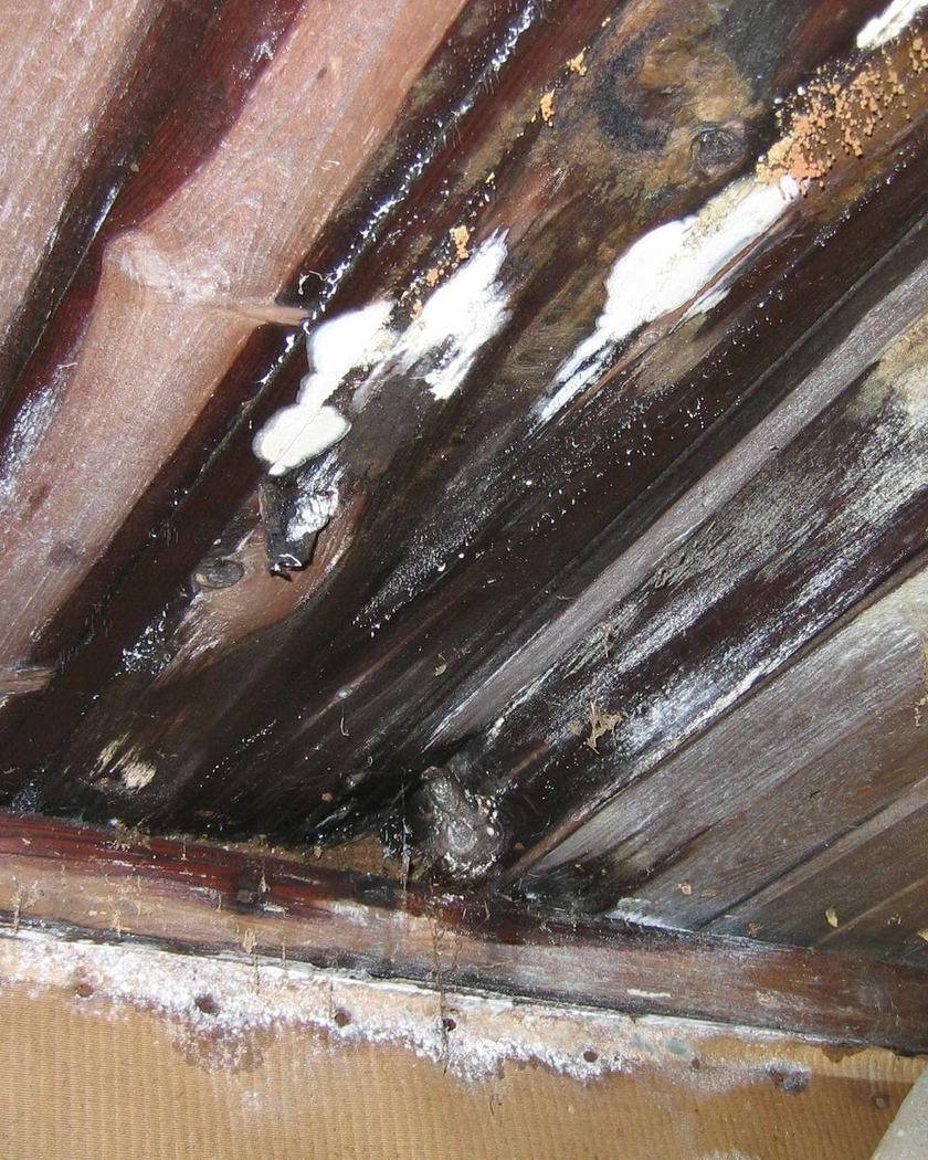 Moisture damage and mold on a ceiling