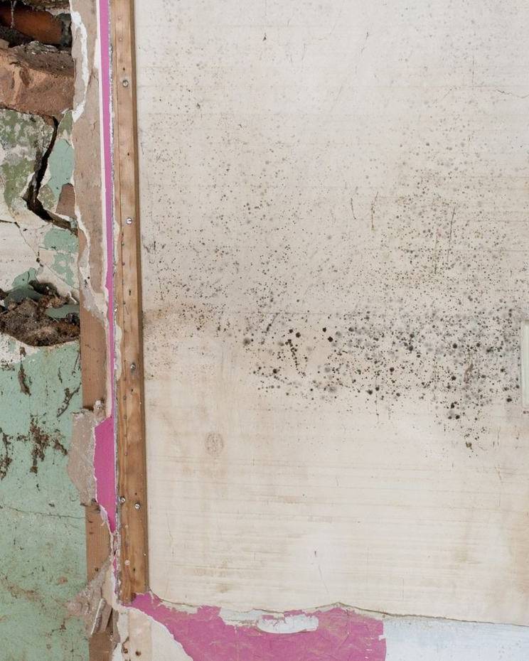 Mold spreading across a water-damaged wall