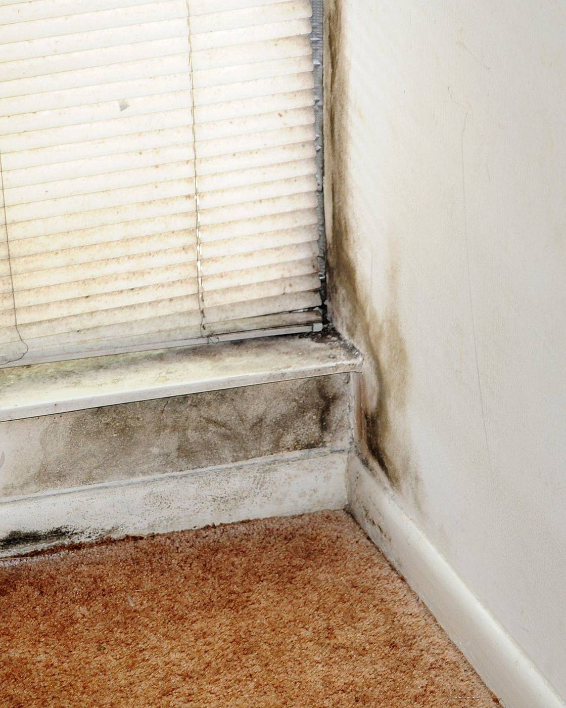 Mold growing along a wall and baseboard