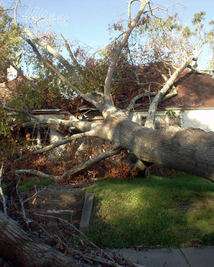A large tree fallen across the roof of a house after a storm
